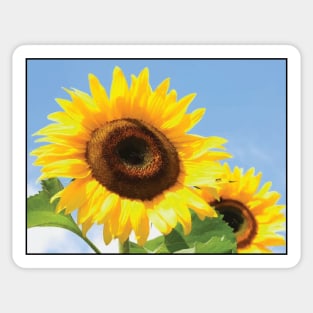 Sunflowers Sticker